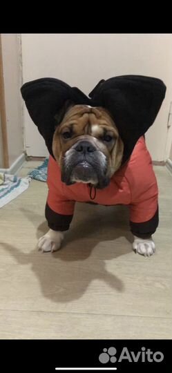 Одежда для собак зимняя