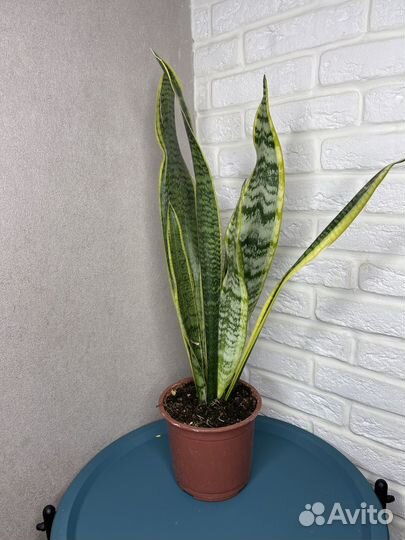 Сансевиерия комнатеые цветы