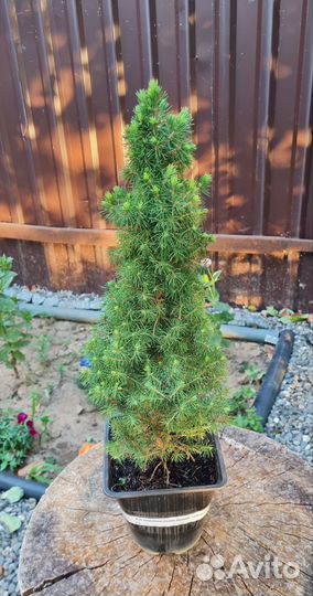 Ель канадская Коника