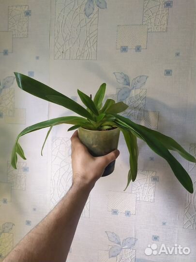 Орхидея Пафиопедилум Leeanum paphiopedilum leeanum