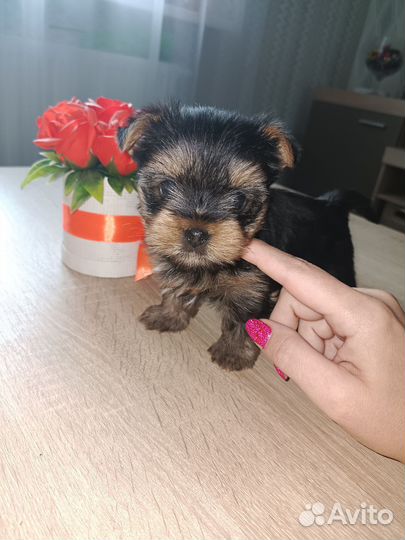 Йоркширский терьер