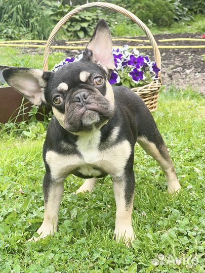 Французский бульдог какао тан (квадро)