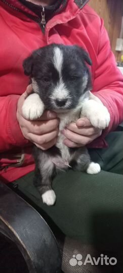 Помесь хаски