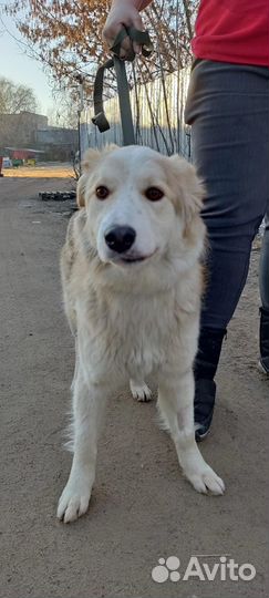 Белочка ищет дом и хозяина