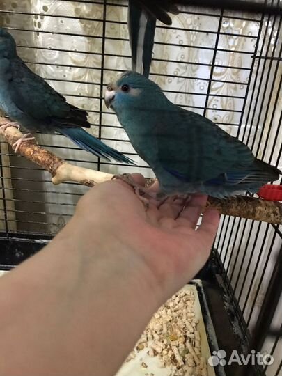 Ручные попугаи какарики