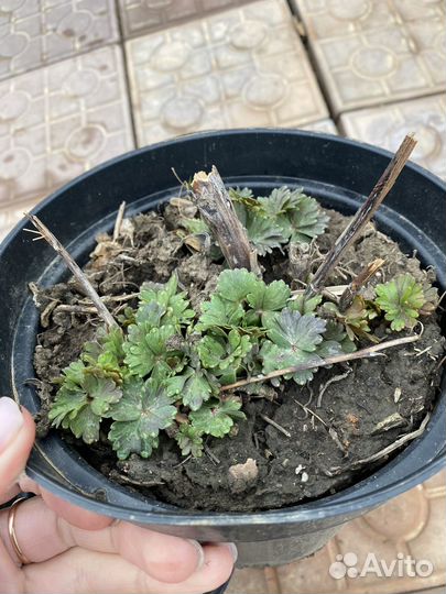 Аконит или борец