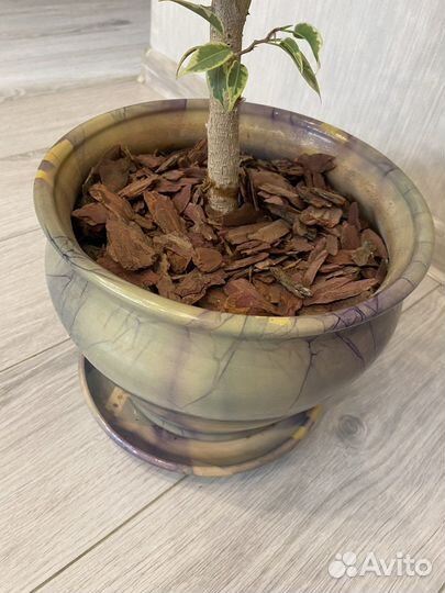 Фикус бенджамина пестролистный