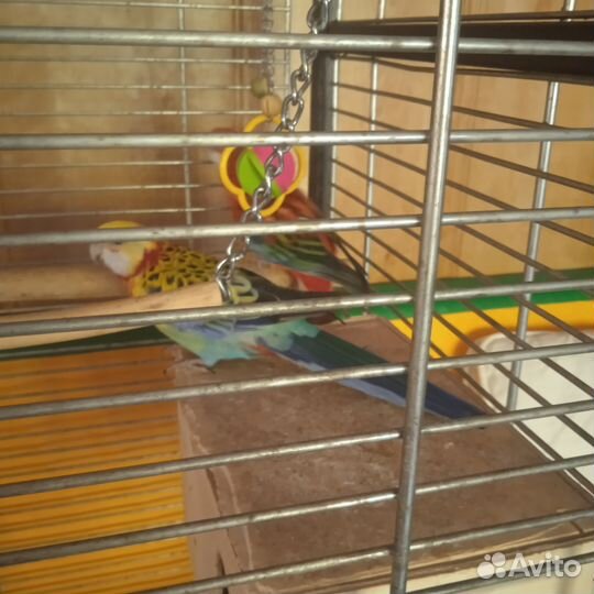 Попугаи Розелла пестрая пара