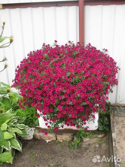 Черенки петунии