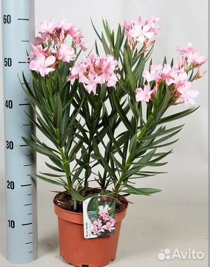 Семена Олеандр карликовый