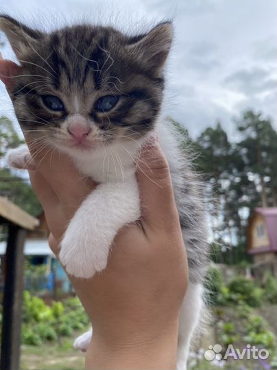 Отдадим котенка