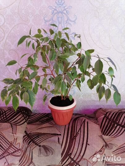 Фикус Бенджамина сортовые. Папоротник