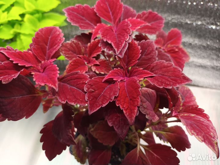 Колеусы вегетативные укорененные. Шикарные саженцы