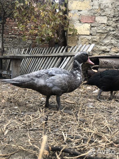 Утки муларды