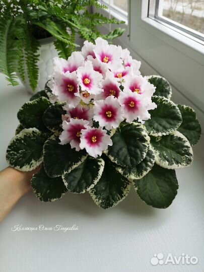 Фиалка разные сорта