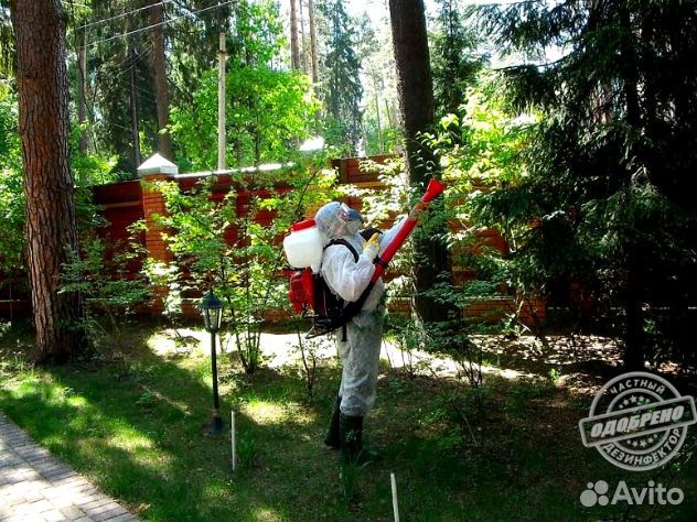 Уничтожение клещей комаров борщевика ос муравьёв