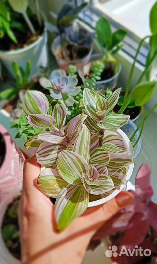 Традесканция белоцветковая,Сеткреазия, Рео