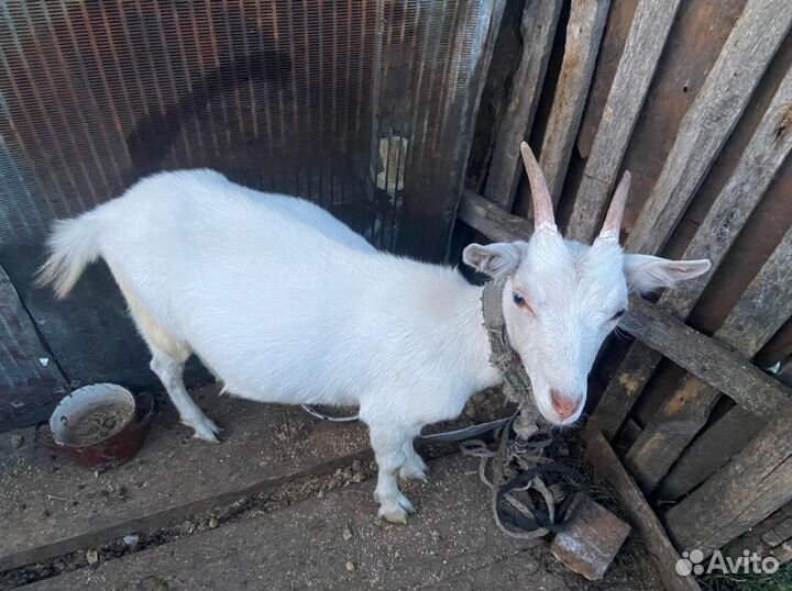 Коза дойная молочная