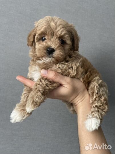 Мальтипу мини f1