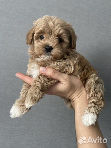 Мальтипу мини f1