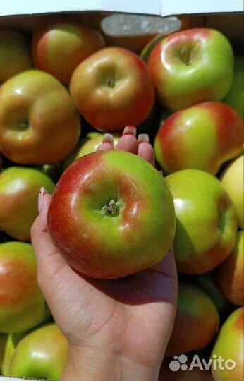 Яблоки Мельба