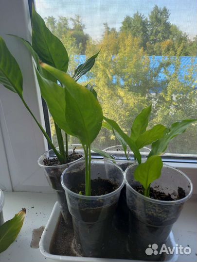 Комнатные цветы спатифиллум