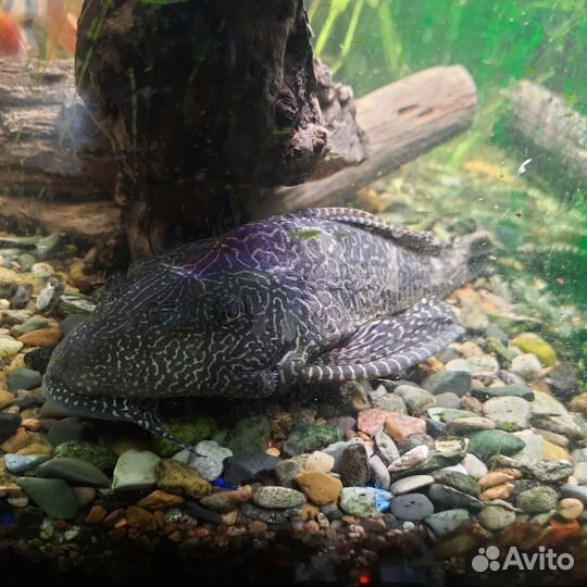 Продам Апистограмма Рамиреса