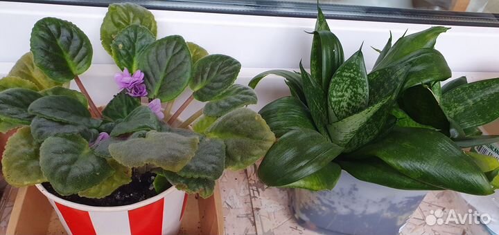 Продам цветы комнатные