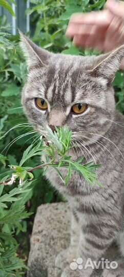 Отдам кота в добрые руки