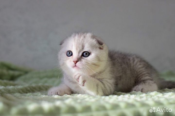 Шотландские серебристые котята