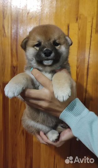 Сиба-ину спб