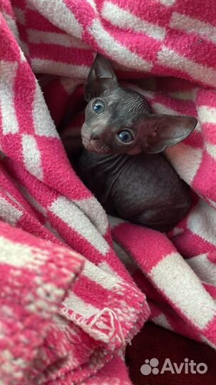 Донской сфинкс Браш