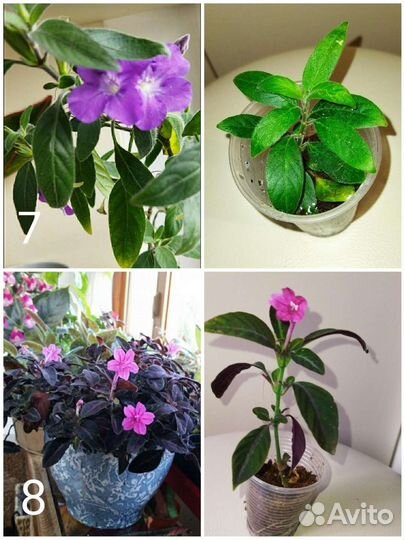 Комнатные растения 2