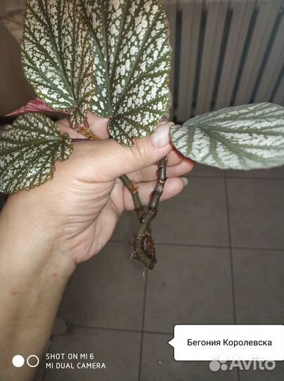 Пеларгония душистая, хлорофитум хохлатый, хатиора