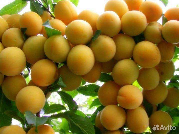 Алыча кубанская комета