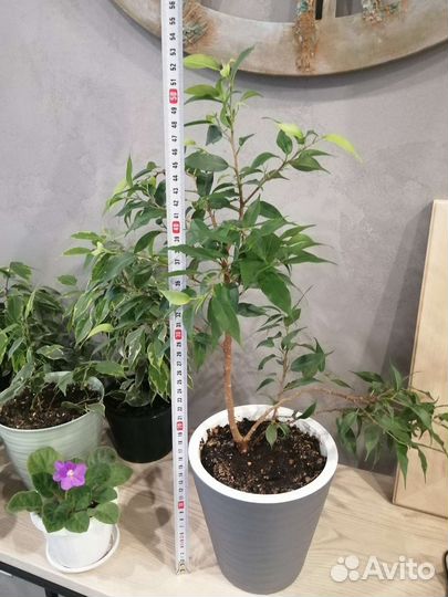 Фикусы, фиалки