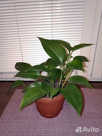 Опоры для растений и эпипремнум