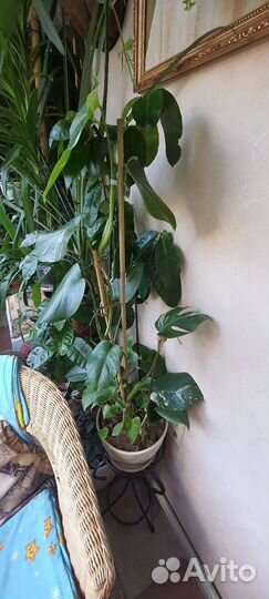 Гранат, монстера Альба