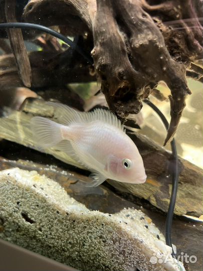 Попугай альбинос