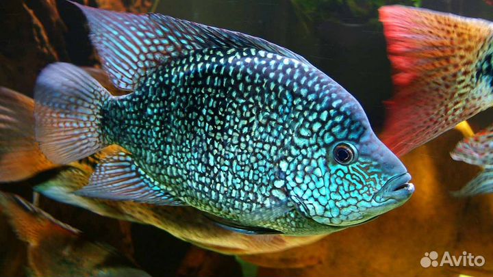 Цихлазома бриллиантовая