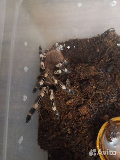 Паук птицеед