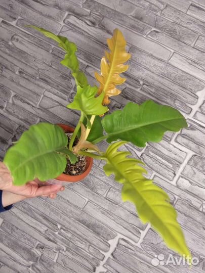 Филодендроны