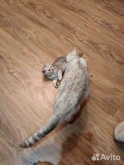 Шотландский котята