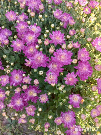 Хризантема мультифлора