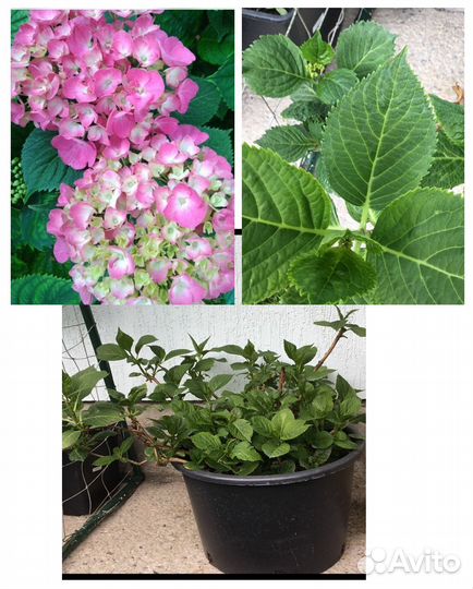 Гортензия крупнолистная