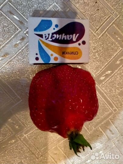 Рассада сортовой клубники в стаканчиках