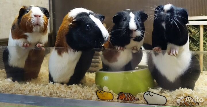 Морские свинки на продажу
