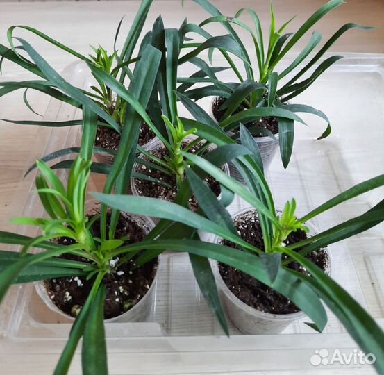 Гвоздика ампельная вегетативная