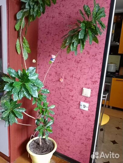 Кротон голд даст