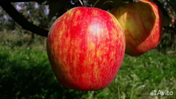Яблоня Хани Крисп саженцы